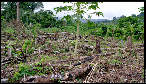 Deforestation purprojet